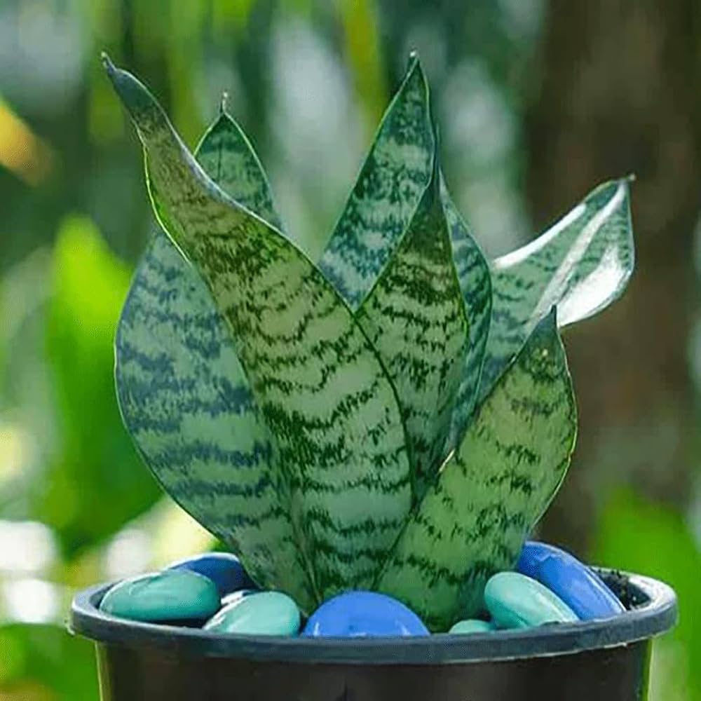 Sansevieria Planting Seeds Generic for Indoor Green
