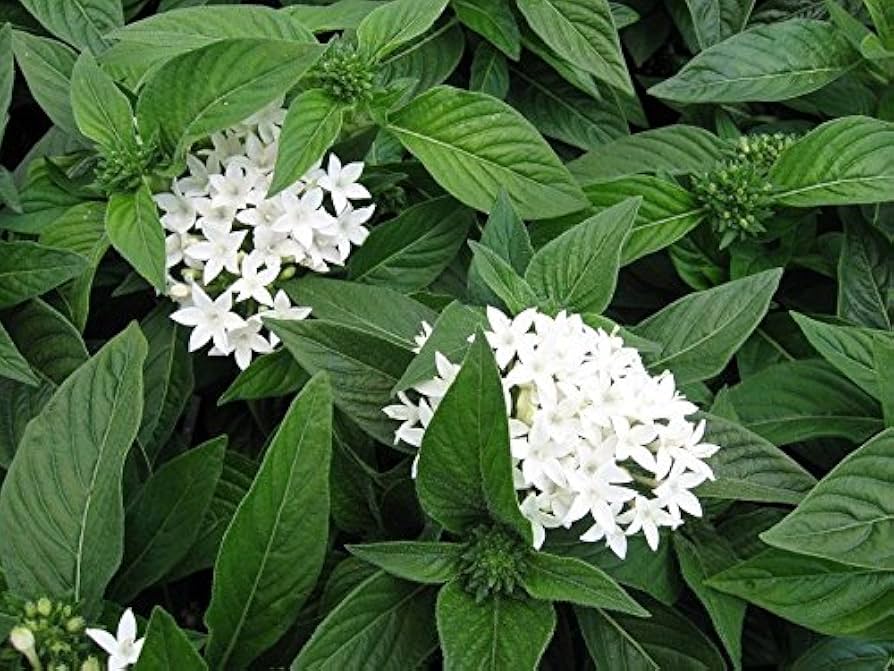 White Pentas Starla Flower seeds for Planting - Wildflower Mix, Heirloom & GMO Free Seeds for Home Garden
Sale seeds for home garden