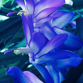 Violet Eschscholtzia Flower Seeds Easy to Grow Heirloom & GMO Free Seeds for Home Garden
Sale for planting in home garden