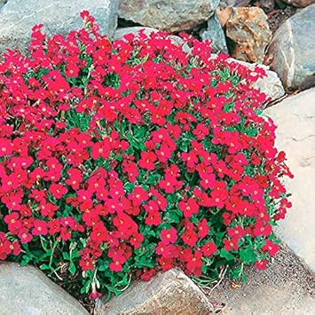Light Green Sundew for Planting Perfect for Borders Heirloom & GMO Free Seeds for Home Garden
Sale for planting in home garden
