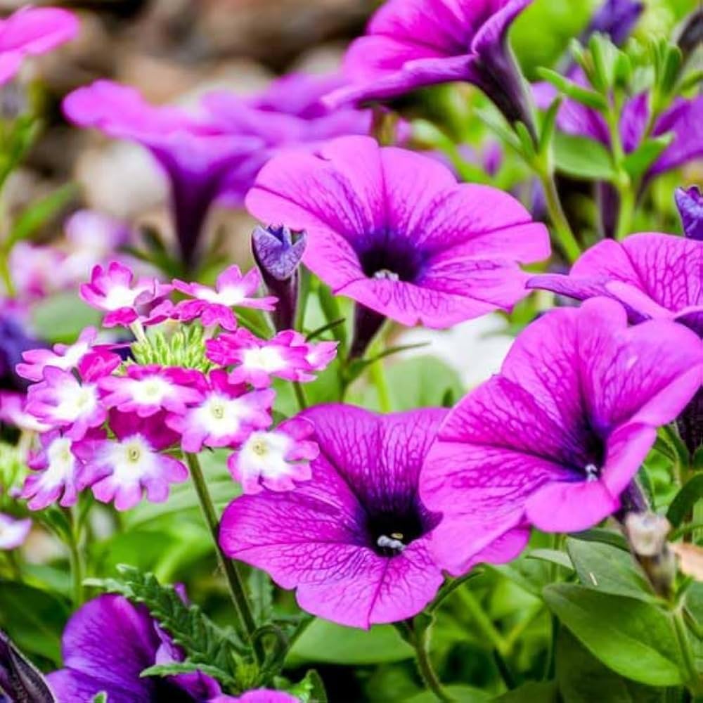 Pink Violet Hanging Petunia Flower Seeds for Planting Heirloom NONGMO Seeds Beautiful Garden Blooms
Sale