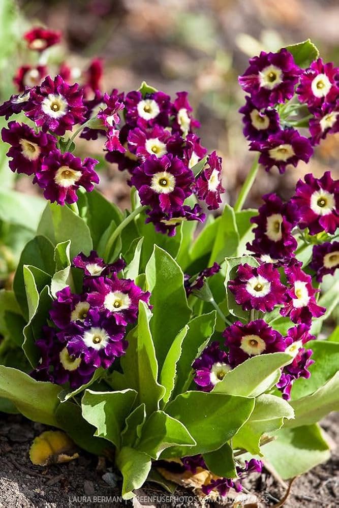 Primula Primula Vulgaris Seeds for Planting - Colorful Blooms for Flower Bed & Home Garden