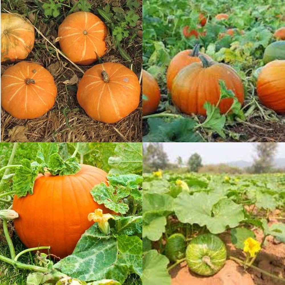 Yellow Jamaican Pumpkin Planting Seeds