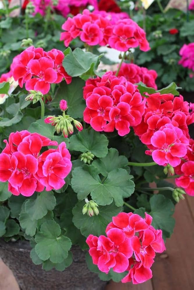 Pink Geranium Pelargonium Flower Seeds for Planting Easy to Grow Heirloom & GMO Free Seeds for Home Garden
Sale