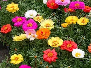 Moss Rose Tequila Mix Portulaca Seeds for Bright and Resilient Blooms growing in home gardens, containers, raised beds, and outdoor landscapes