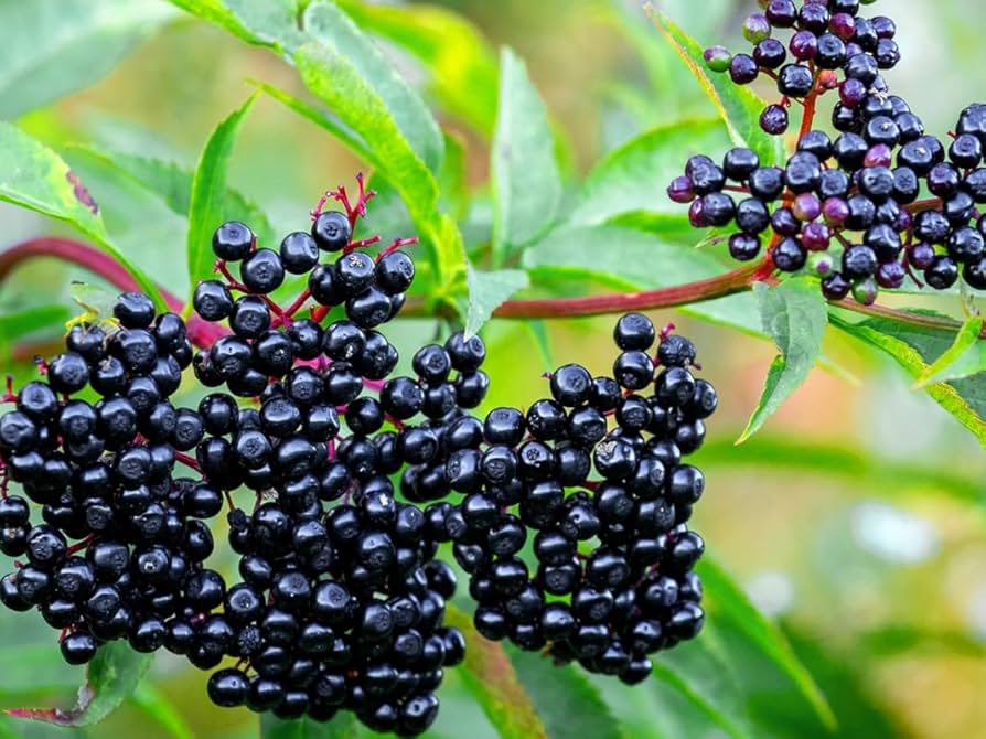 Elderberry Seeds for Planting Sambucus nigra for home orchards and herbal gardens