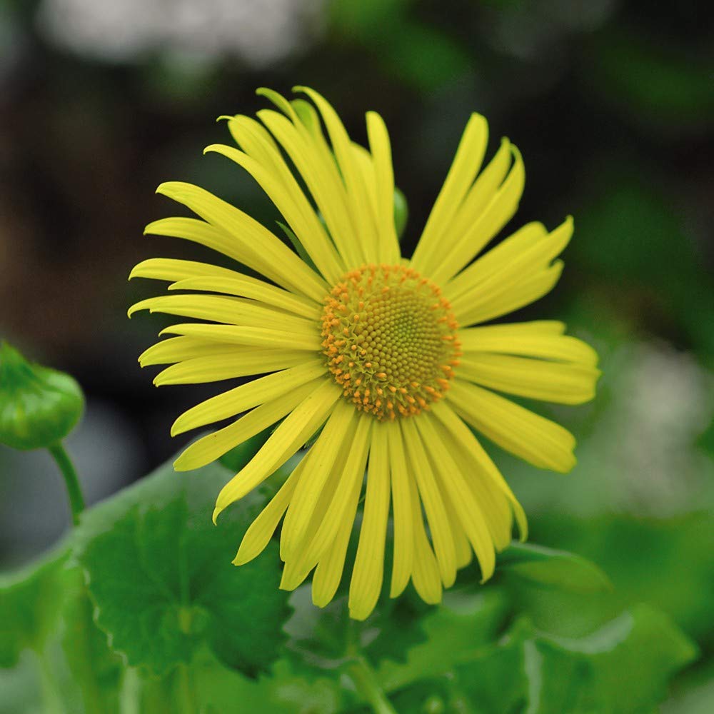 Doronicum Seeds for Planting Doronicum orientale for shaded flower beds and borders
