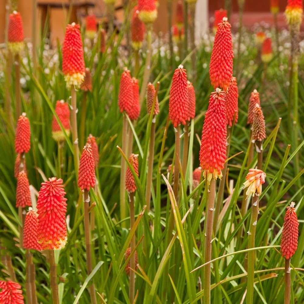 Mixed Torch Lily Kniphofia Uvaria Flower Seeds