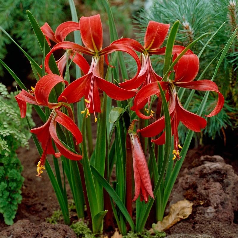 Sprekelia Flower Seeds for Planting - Unique and Vibrant Blooms for Your Garden