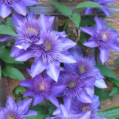 Clematis Blue Flower seeds for Planting - Colorful Display, Heirloom & GMO Free Seeds for Home Garden
