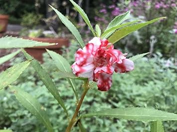 Orchid Flower Seeds for Planting Easy to Grow Heirloom & GMO Free Seeds for Home Garden
Sale for planting in home garden