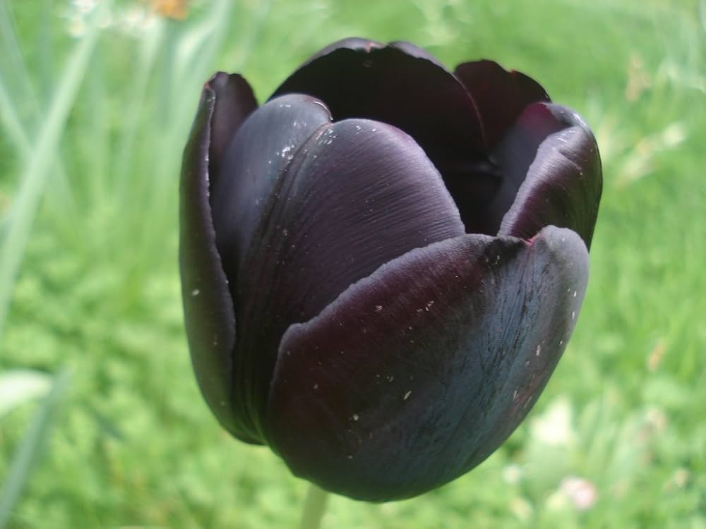 Tulip Black Flower seeds for Planting - Vibrant Colors, Heirloom & GMO Free Seeds for Home Garden