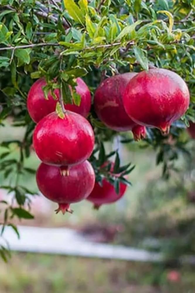 Bonsai Pomegranate Fruit Seeds for Planting Mini Trees
