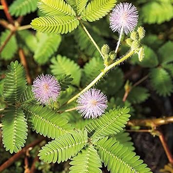 Lavender Mimosa Pudica Flower seeds for Planting - Easy to Grow, Heirloom & GMO Free Seeds for Home Garden
Sale seeds for home garden