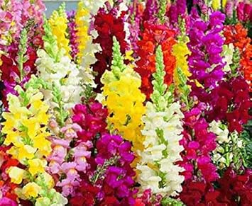 Mixed Snapdragon Flower seeds blooming in flower beds, containers, borders, and pollinator-friendly gardens