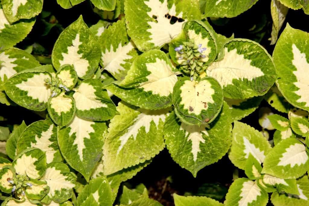 Green White Coleus Flower seeds with vibrant ornamental foliage for shaded gardens, containers, and landscape borders