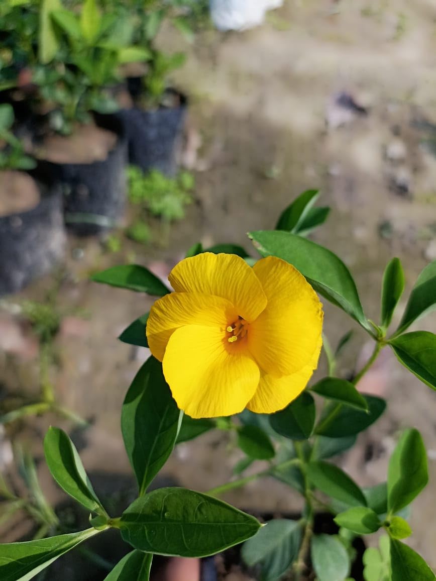 Yellow Flax Hybrid Flower seeds for Planting - Premium Quality, Heirloom & GMO Free Seeds for Home Garden
Sale for planting in home garden.
