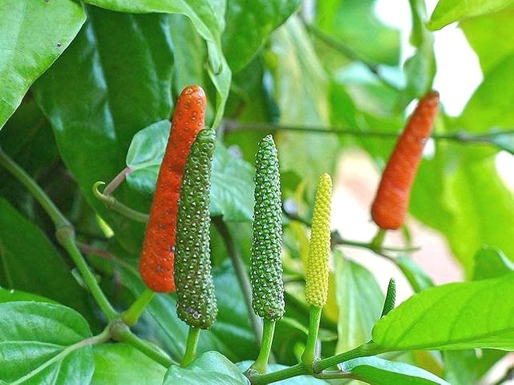 Long Pepper Seeds for Planting - Piper Longum Vegetable Seeds