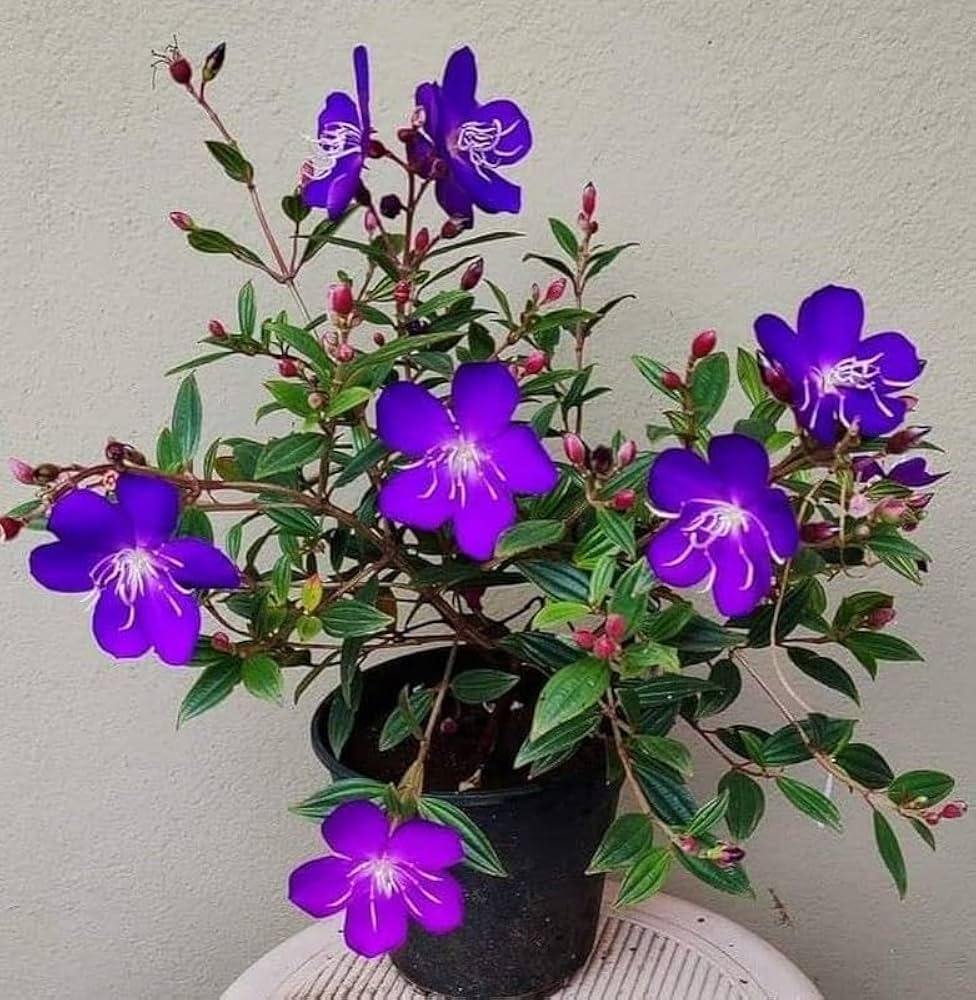 Purple Tibouchina Flower seeds blooming in flower beds, containers, borders, and pollinator-friendly gardens
