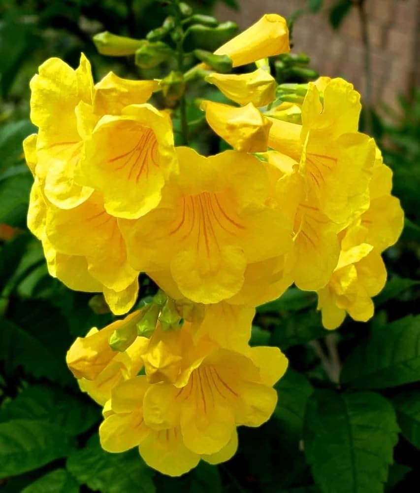 Yellow Madia Flower seeds for Planting - Shade Tolerant, Heirloom & GMO Free Seeds for Home Garden