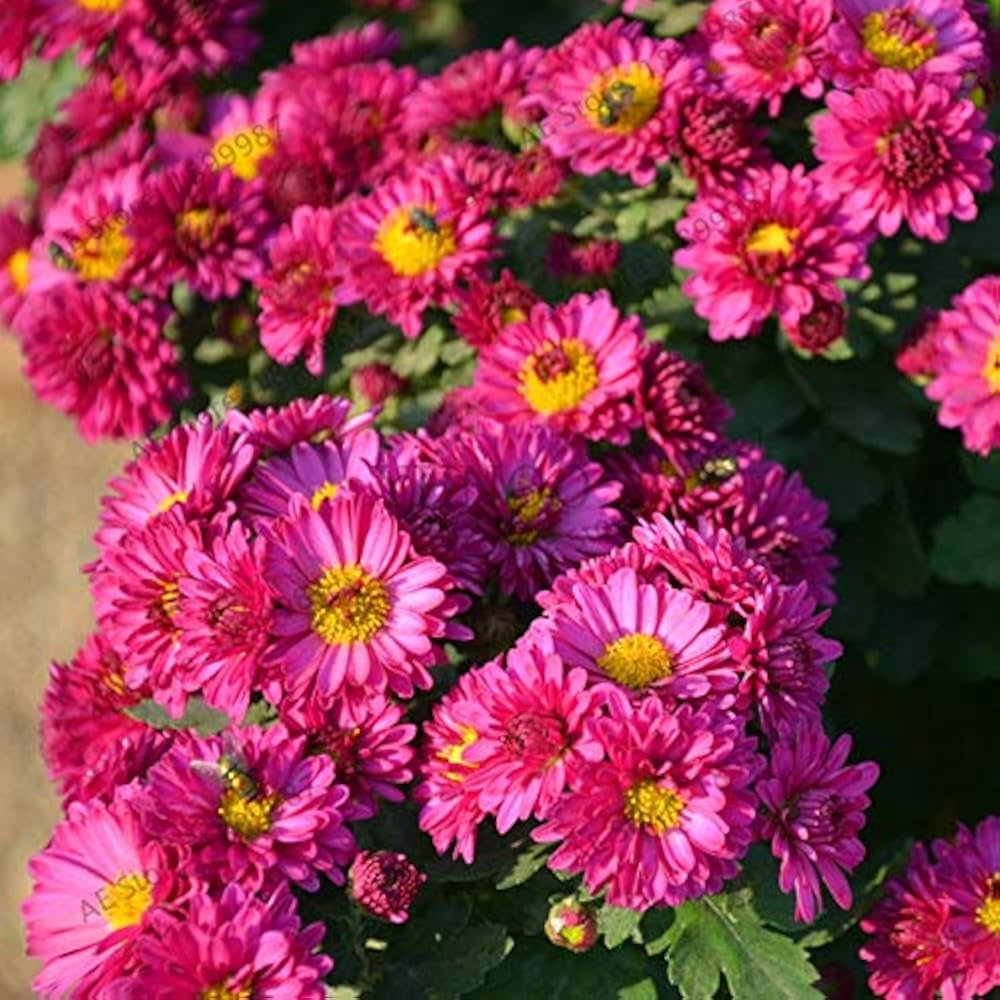 Dendranthema Indicum Chrysanthemum indicum Seeds for Planting in Flower Bed