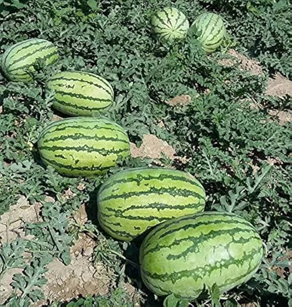 9 Varieties of Watermelon & Melon Seeds for Planting - Perfect for Garden & Vegetable Patch