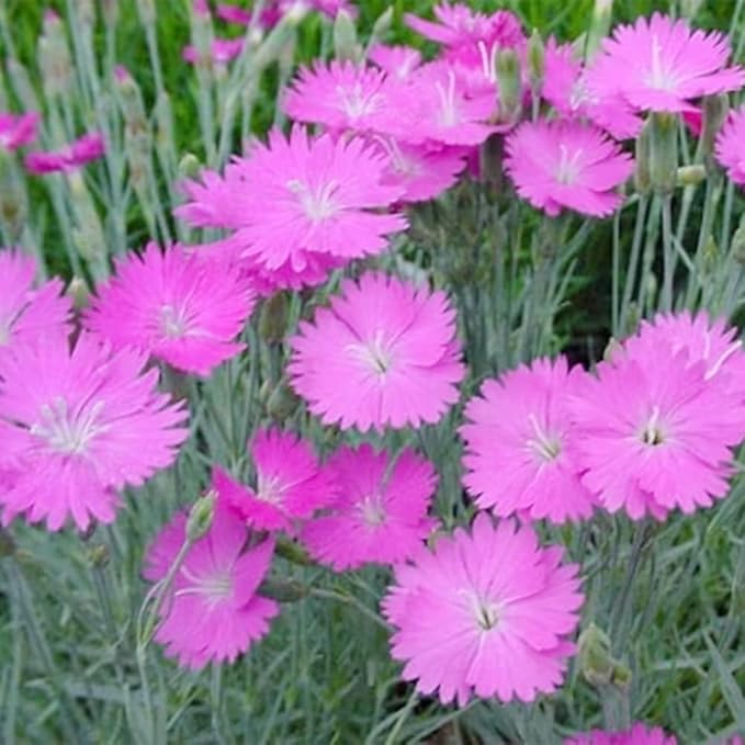 Dianthus Maiden Pink Seeds for Planting home garden flower bed