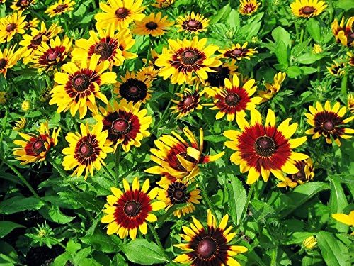 Rudbeckia Hirta Flower Seeds for Planting in Flower Bed
