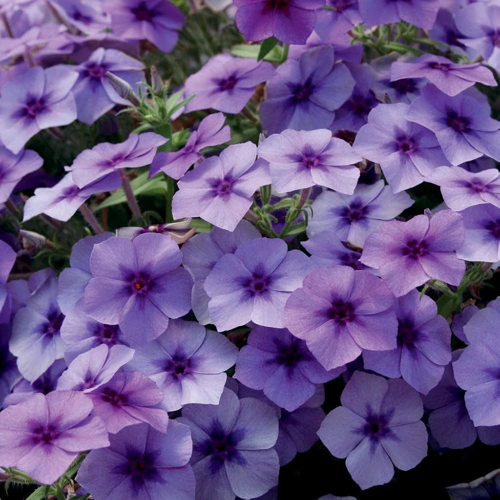 Midnight Bonbon Phlox Seeds for Planting Phlox paniculata for flower beds and border gardens