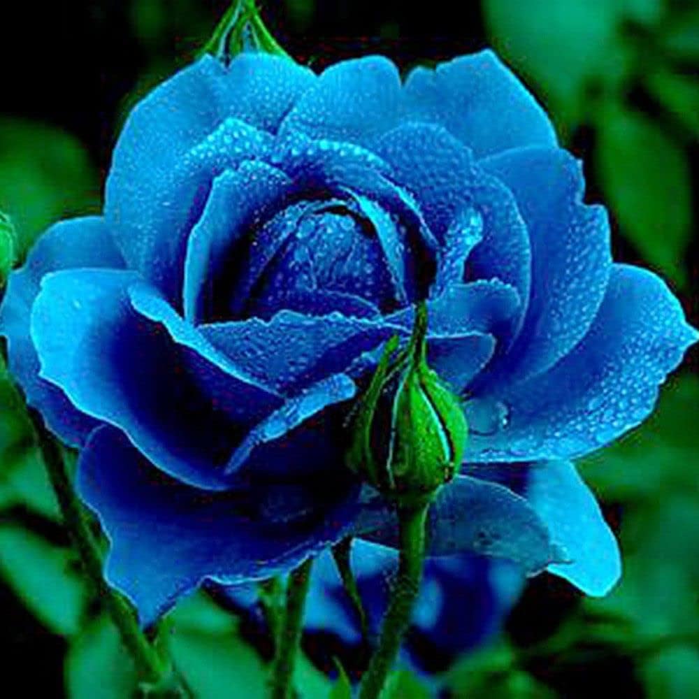 Blue Rose Flower Seeds Cultivate Unique Blooms in Your Garden