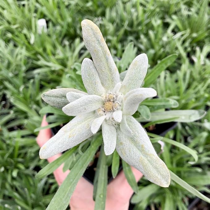 Edelweiss Leontopodium alpinum Flower Seeds for Planting in Alpine Garden