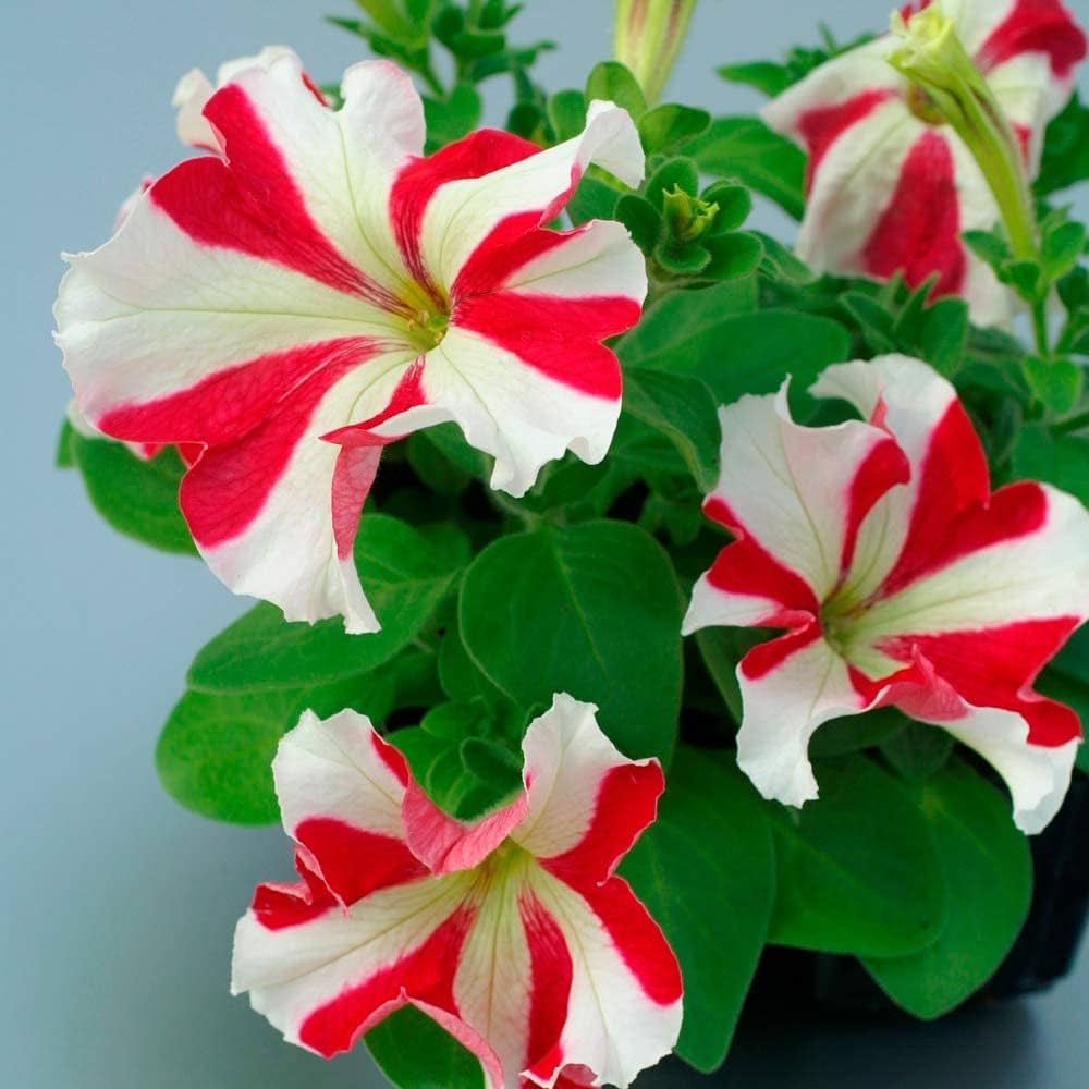 Petunia Confetti Tango Red Star Seeds for Planting flower bed