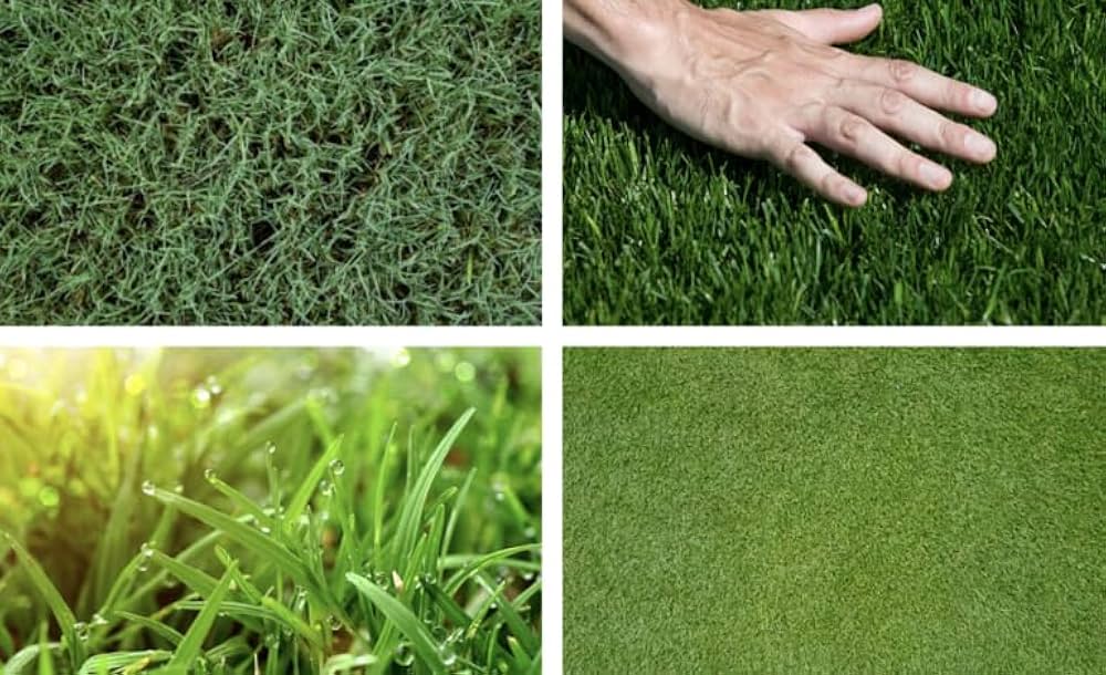 Turf Grass Seeds for Lush, Green Lawns