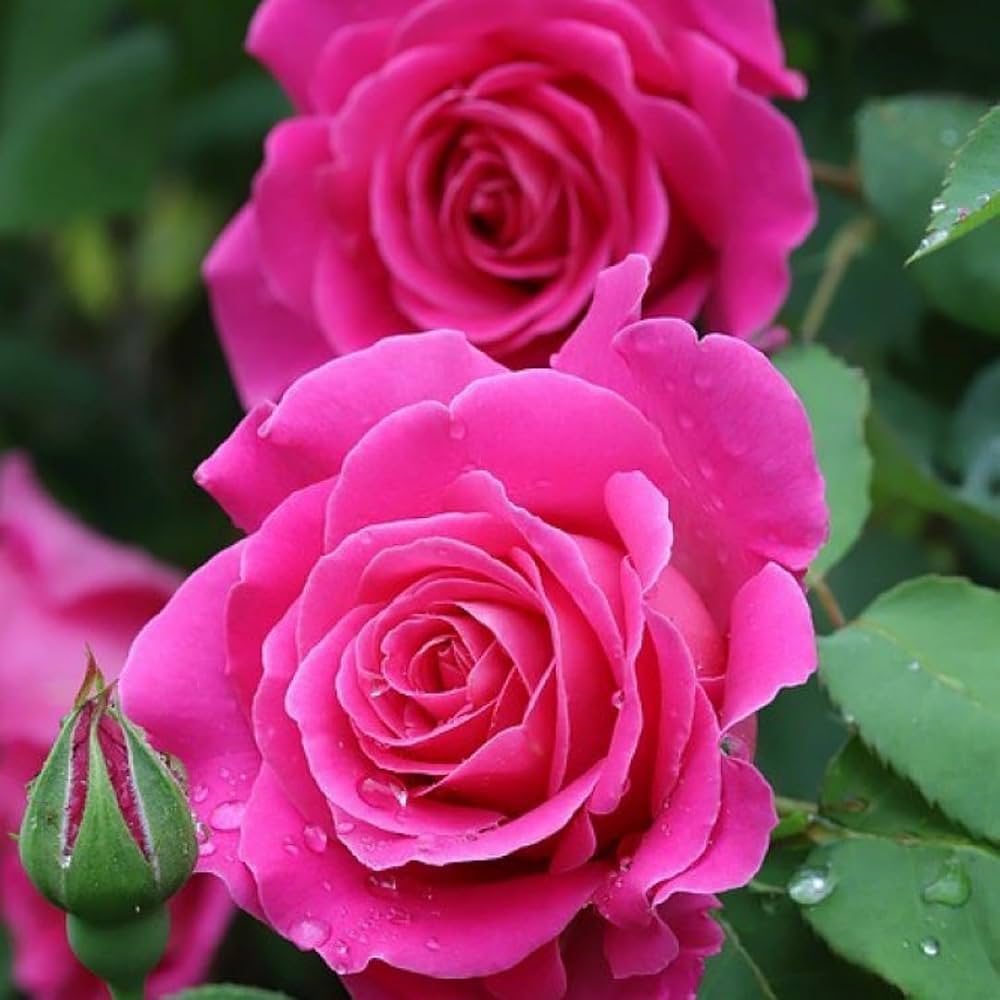 Barbara Streisand Rose Seeds for Planting Rosa hybrid for flower beds and urban gardens