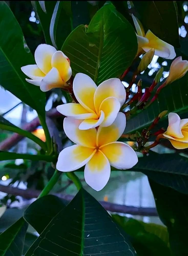 Mixed Color Plumeria Agave Plumeria spp. Seeds for Planting in Tropical Garden