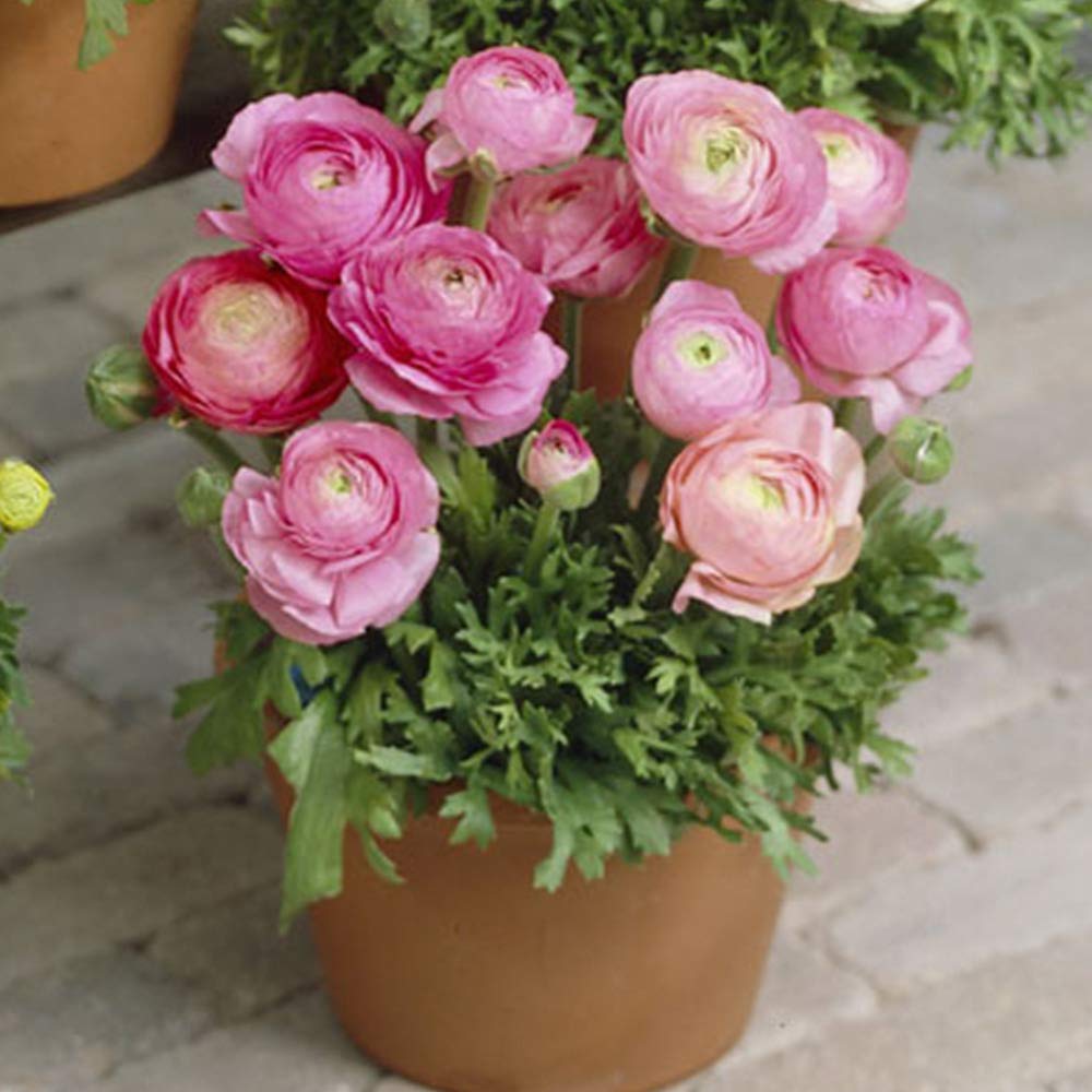 Mixed Ranunculus Flower seeds for Planting - Drought Tolerant, Heirloom & GMO Free Seeds for Home Garden