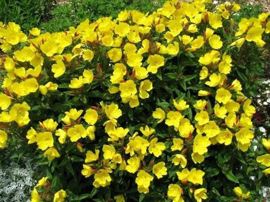 Evening Primrose Seeds – Pale Yellow Re-Seeding Annual Flower