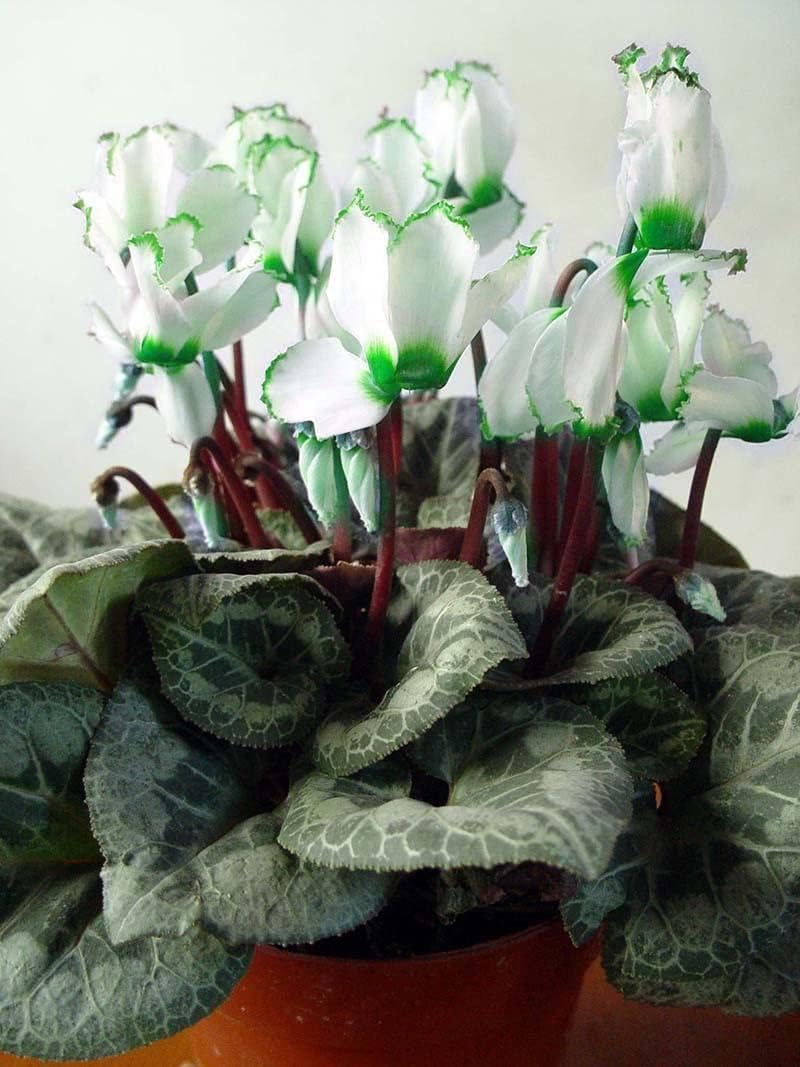 Green White Cyclamen Flower seeds blooming in flower beds, containers, borders, and pollinator-friendly gardens