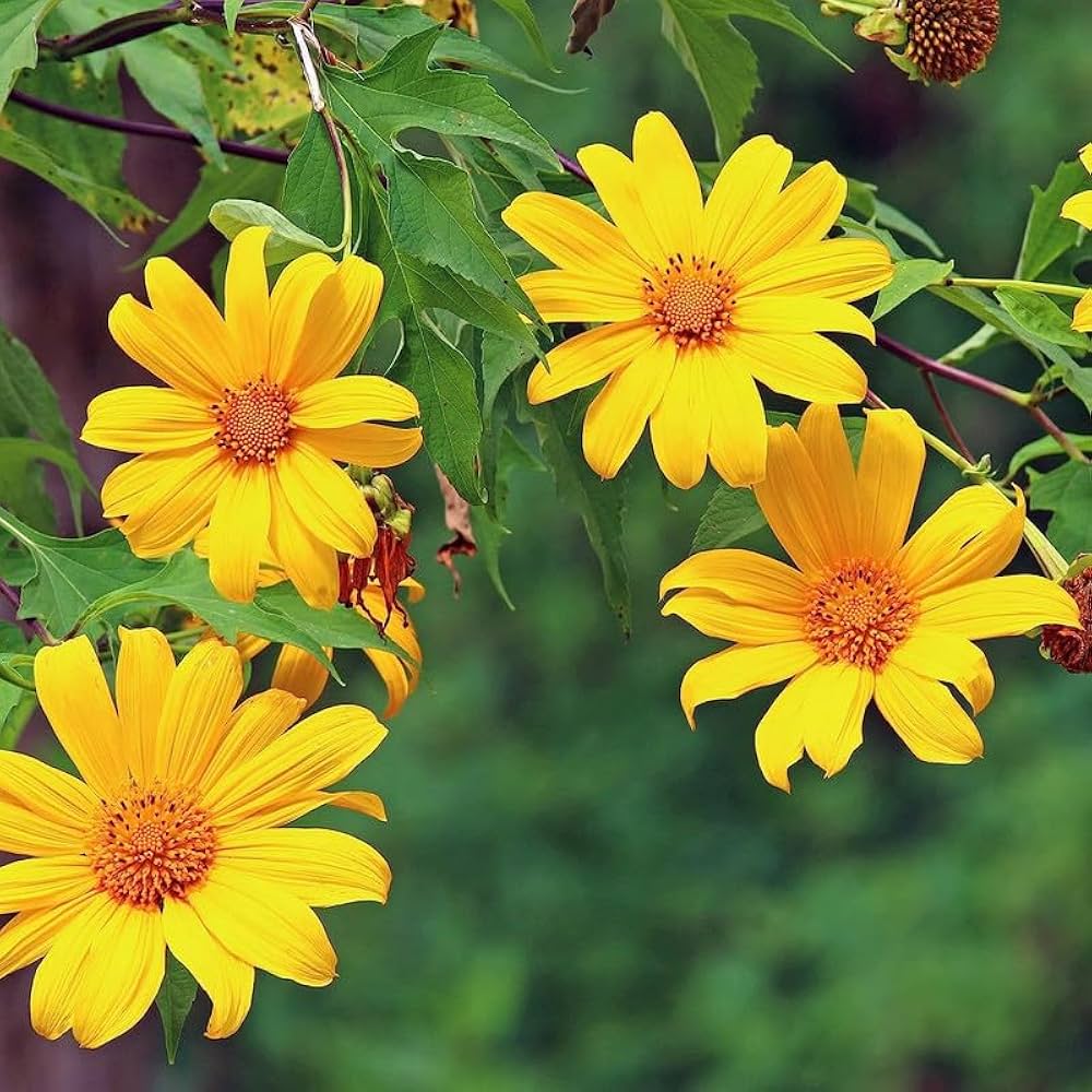 Yellow Heliopsis Flower seeds for Planting - Cut Flower Favorite, Heirloom & GMO Free Seeds for Home Garden