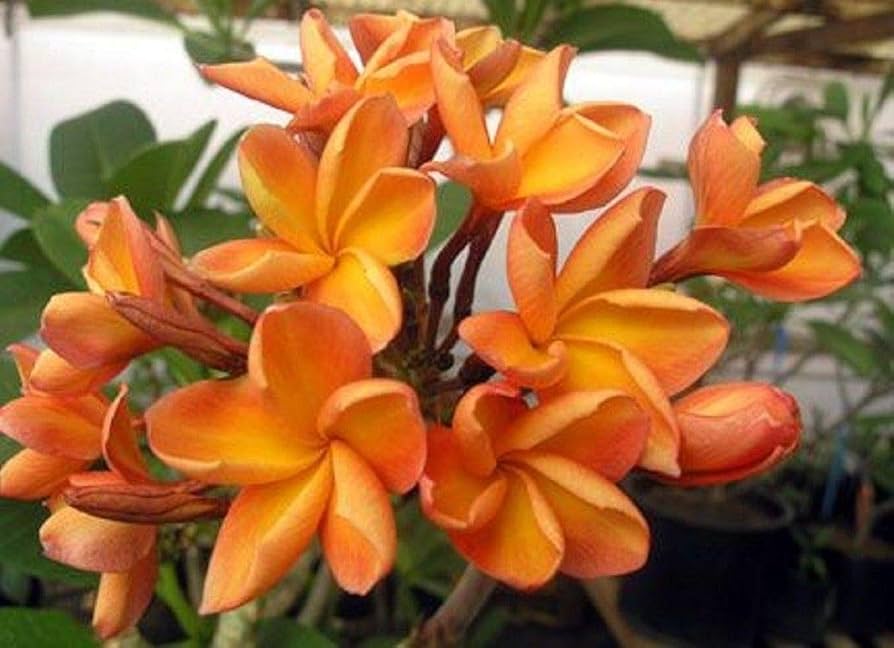 Orangen Plumeria Plumeria spp Flower Seeds for Planting in Tropical Garden