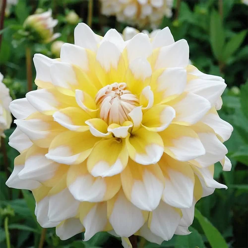 White & Yellow Dahlia Flower Seeds – Shade Tolerant Heirloom & NonGMO Seeds for Home Garden
Sale