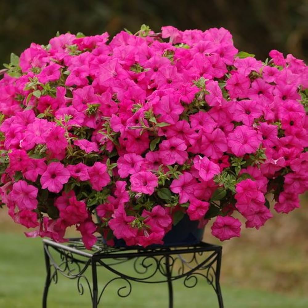 Petunia Freiheit Pink Pelletized Petunia Seeds for Bright Garden Blooms