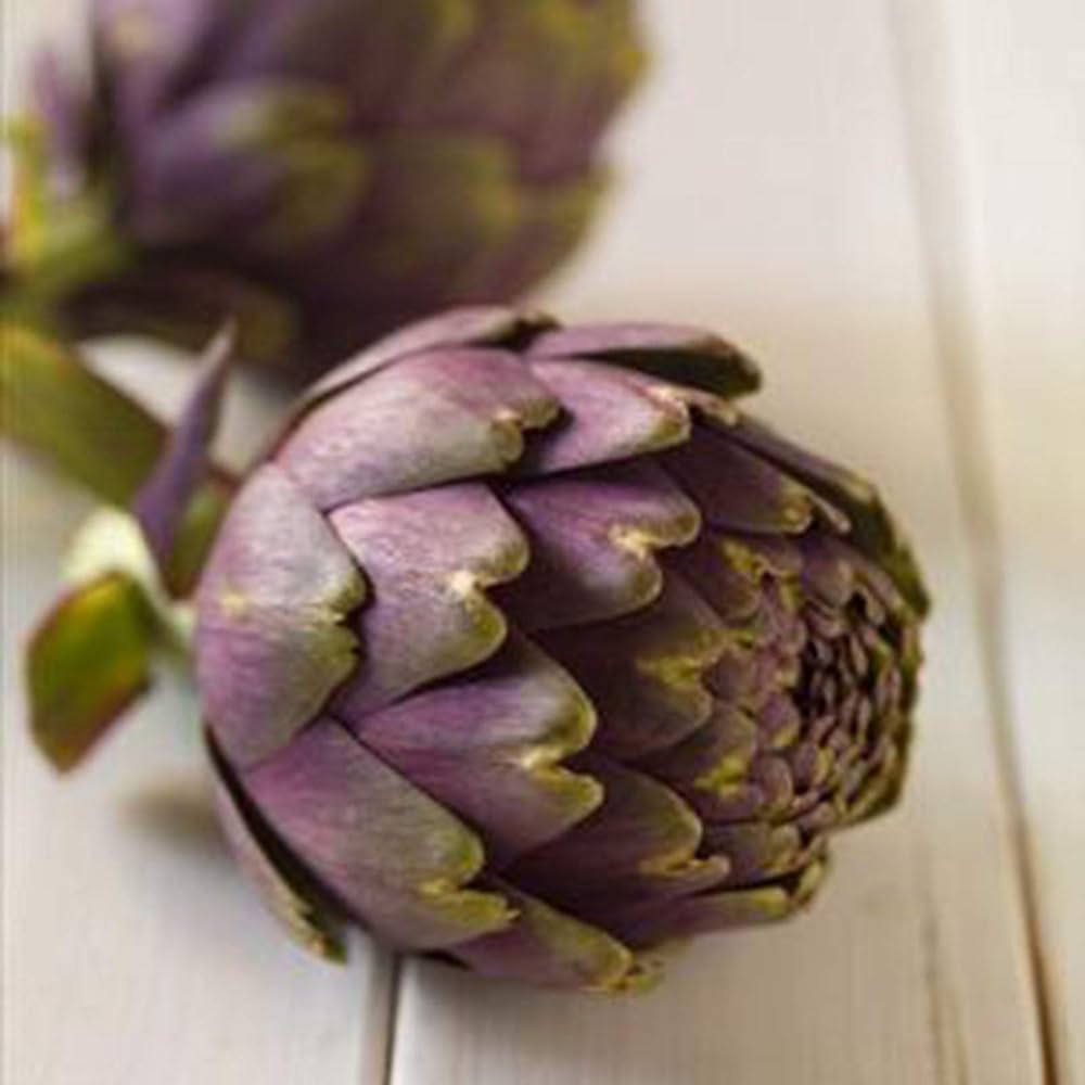 Glechoma Longituba High Yield Garden Flower Seeds for Outdoors