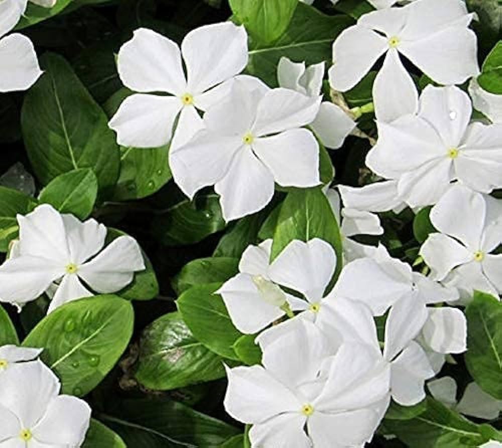 White Catharanthus Flower Seeds Planting