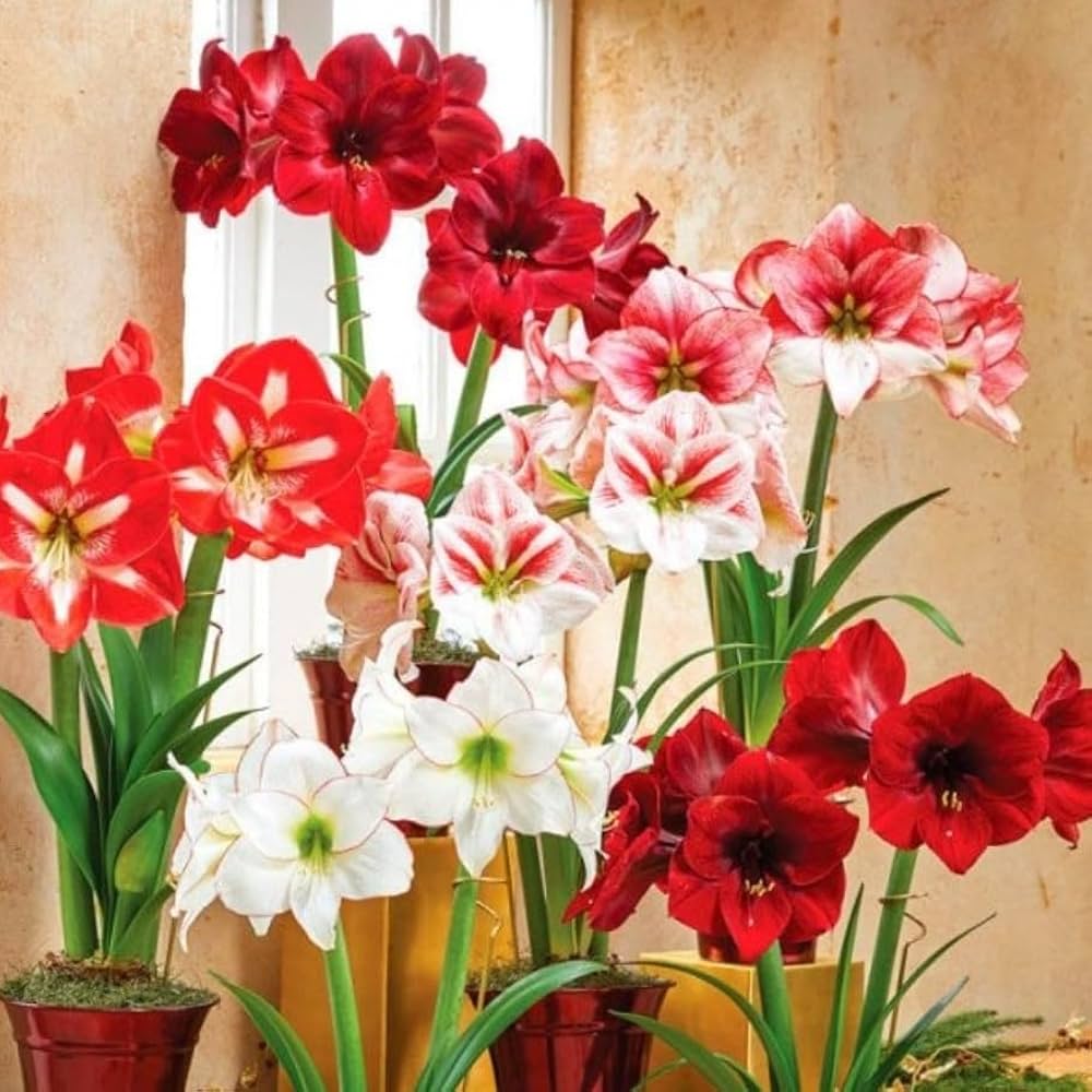 MultiColored Amaryllis Flower seeds blooming in flower beds, containers, borders, and pollinator-friendly gardens