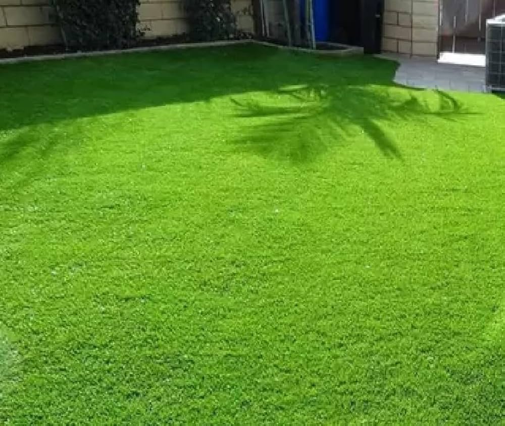 Evergreen Lawn Perennial Grass Poa pratensis Seeds for Planting lawn renovation home garden