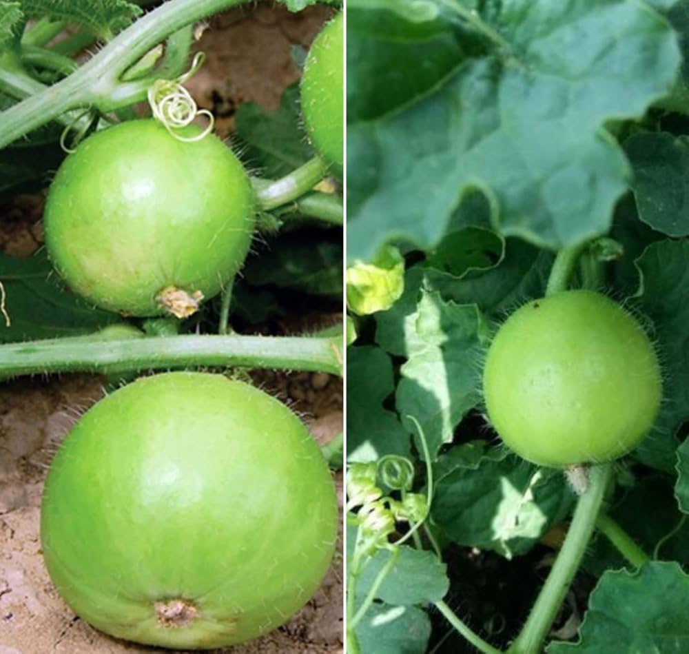 Round Calabasita Melon Vegetable Seeds Cucurbita pepo for Planting in Vegetable Patch