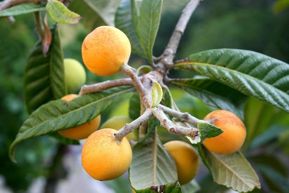 Lulo Fruit Seeds for Planting Solanum quitoense for tropical gardens and vegetable patches