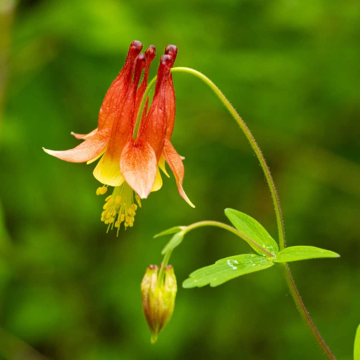 Orange Columbine Flower seeds for Planting Sun Loving Heirloom & GMO Free Seeds for Home Garden
Sale for planting in home garden