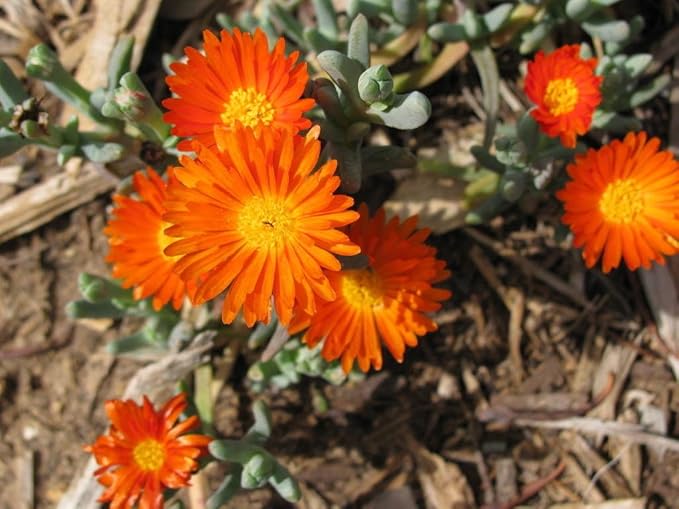 Orange Ice Flower Seeds for Cool, Orange Blooms